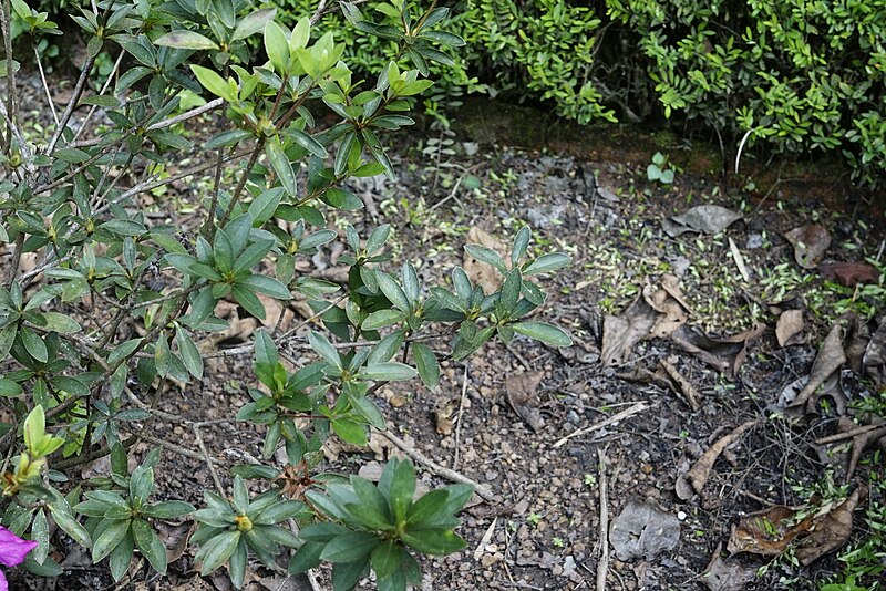 File:Rhododendron simsii 9047.jpg