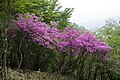 Rododendron wadanum 04. jpg