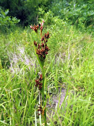 <i>Rhynchospora caduca</i> Species of grass-like plant