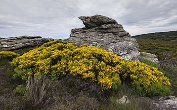 Rock and Cytisus scoparius flowers, Rosis cf01.jpg