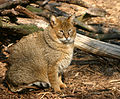 2. De moeraskat is een kat die in Azië voorkomt.