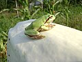 Romanian European Tree Frog.JPG