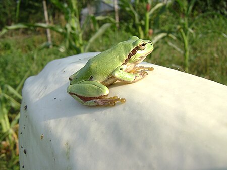 Romanian European Tree Frog.JPG