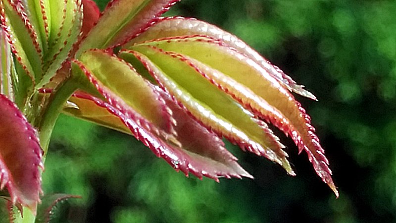 File:Rose Leaves (224810731).jpeg