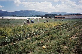 Roseplukkere i rosevally, kazanlak, bulgaria.jpg