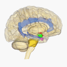 Cerebro humano giratorio con varias partes resaltadas en diferentes colores.