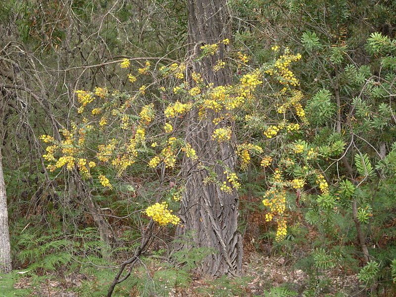 File:Round-leaved Wattle (3212459610).jpg