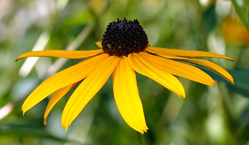 Rudbeckia fulgida var. sullivantii 'Goldsteinii' - blossom side (aka)