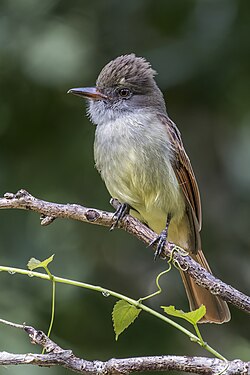 The rufous-tailed flycatcher (Myiarchus validus) is an endemic species, only found on the Island of Jamaica (created and nominated by Charlesjsharp