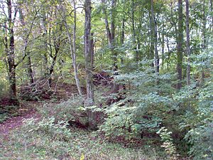 The now completely overgrown site of the ruin