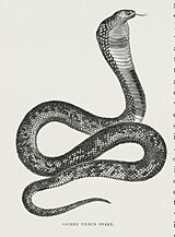 Sacred Uraeus Snake (1878) - TIMEA.jpg