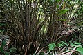 Male, growing wild as understorey in a forest. Bogor, West Java