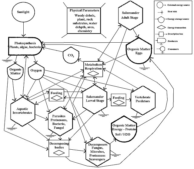 Axolotl Food Web