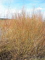 Salix purpurea, vue d'ensemble hivernale.