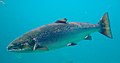 Salmo salar-Atlantic Salmon-Atlanterhavsparken Norway (cropped).JPG