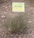 Miniatura para Salsola genistoides