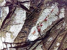 Croton lechleri bark with a few drops of dragon's blood Sangre de Grado.jpg