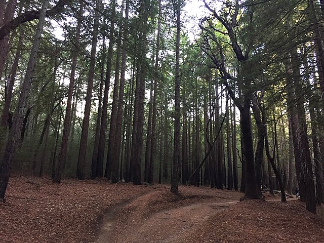 Coastal redwood forests near Santa Cruz.