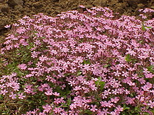 Saponaria ocymoides alsinoides