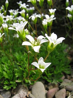 Description de l'image Saxifraga portosanctana, RBGE 2010, 2.jpg.