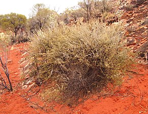 Scaevola spinescens habit.jpg