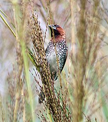 Scaly breasted Munia I IMG 3530.jpg