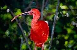 Scarlet Ibis (Eudocimus ruber) (10531856366).jpg