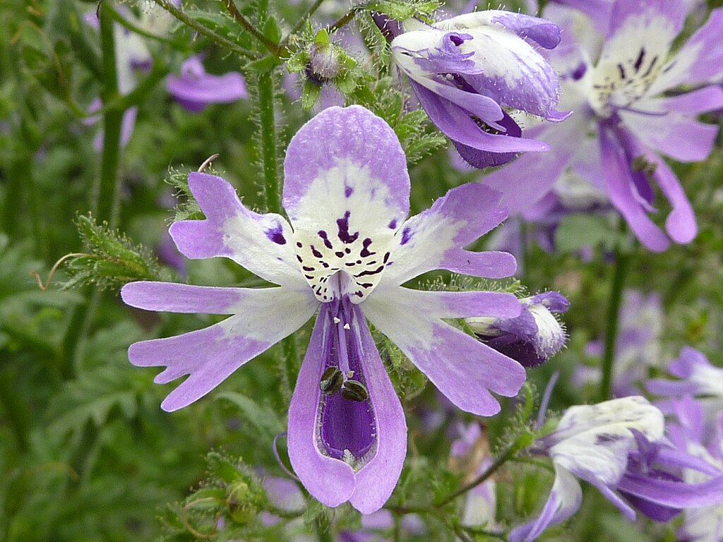 1024px-Schizanthus_pinnatus_%28Solanaceae%29_flower.JPG