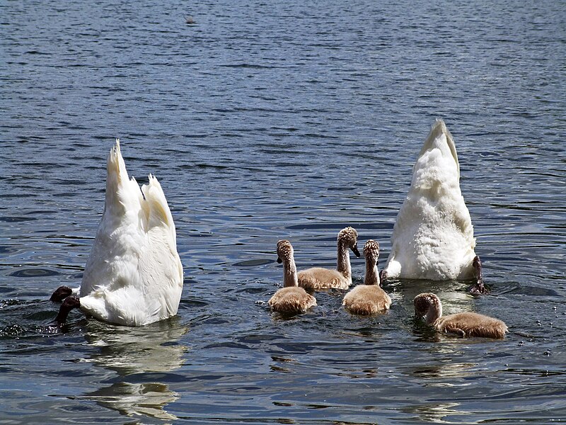 File:Schwanenpaar (1) beim Gründeln mit Jungen im Sonnensee, Binsfeld.JPG