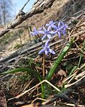 Vorschaubild für Zweiblättriger Blaustern