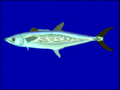 線紋馬鮫 S. lineolatus