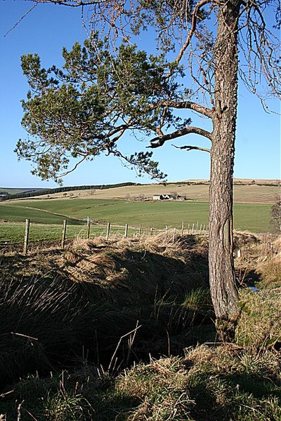 File:Scots Pine by the Burn - geograph.org.uk - 679597.jpg