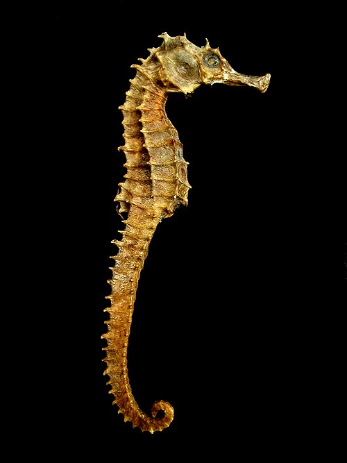 Dried seahorses like these are extensively used in traditional medicine in China and elsewhere.