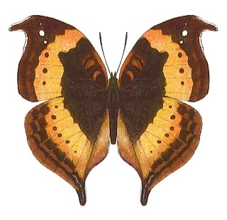 <i>Precis tugela</i> Species of butterfly