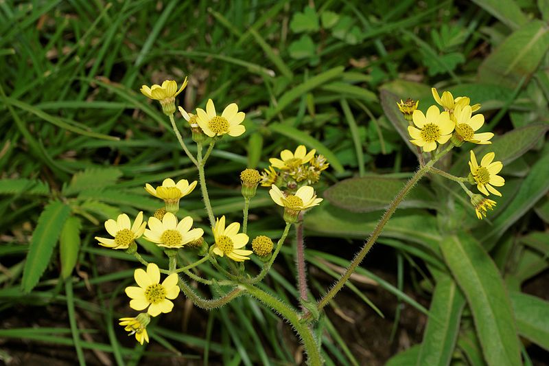 File:Senecio neelgherryanus-Silent Valley-2016-08-13-001.jpg