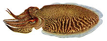 Le genre Sepia - List of molluscs - Fishipedia