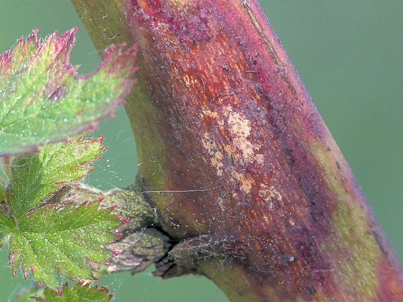 File:Septocyta ruborum at blackberry, bruine stengelvlekkenziekte op braam (2).jpg
