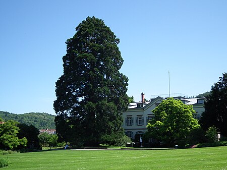 Sequoiadendron giganteum Weinheim