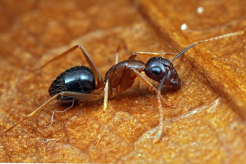 File:Shattuck 53201, Camponotus, Danum Valley, Sabah-web (5042347277) (2).jpg