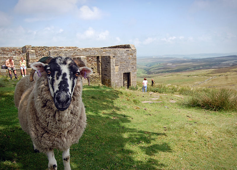 File:Sheep at Top Withens.jpg