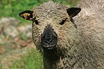 Vorschaubild für Shropshire-Schaf