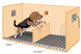 Inescapable shock training in the shuttle box Shuttle Box Dog Orange.png