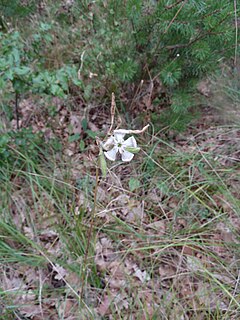 <i>Silene paradoxa</i> Species of plant in the family Caryophyllaceae