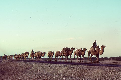 Camels traversing the old silk road in 1992