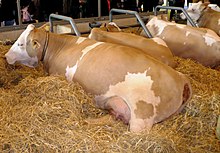 Vaches simmental au concours général agricole à Paris.