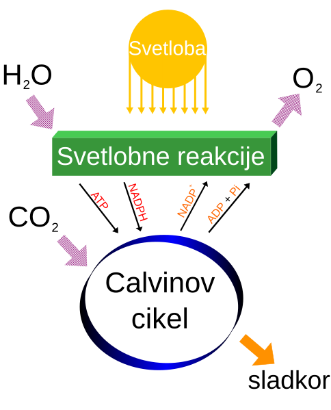 File:Simple photosynthesis overview-sl.svg