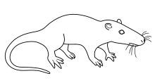 Sinoconodon rigneyi.svg 