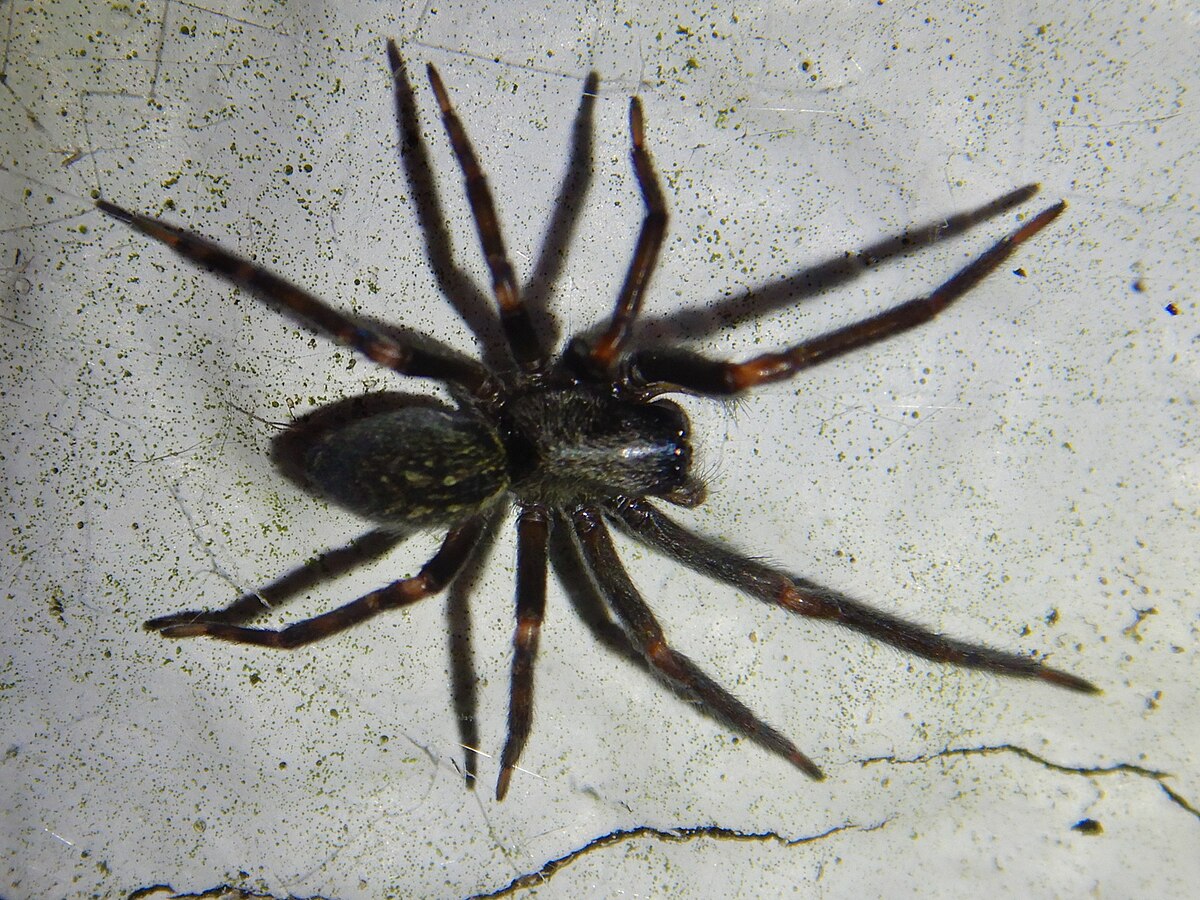 Черный паук Белгород