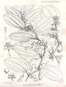 Smilax anceps00.jpg