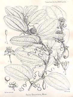 <i>Smilax anceps</i> Species of shrub